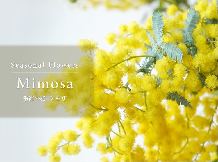 ミモザ