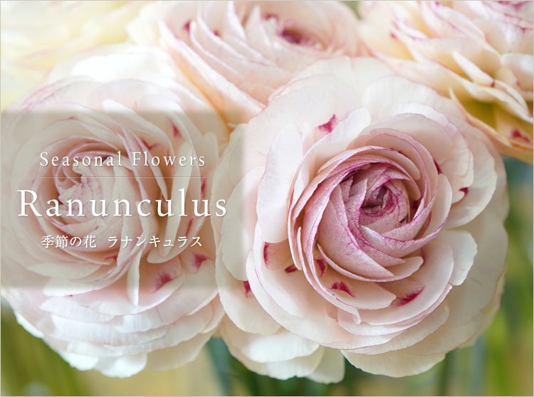 ラナンキュラスのフラワーギフト