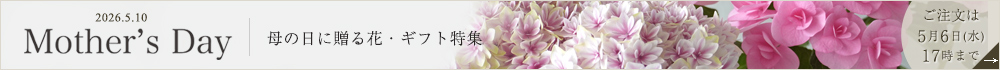 母の日に贈る花・ギフト特集2026