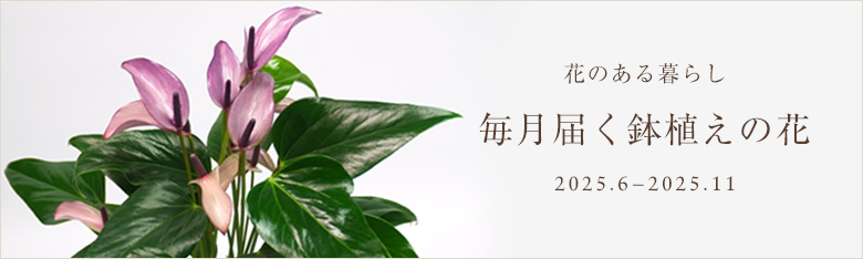 白とピンクのアンスリウム