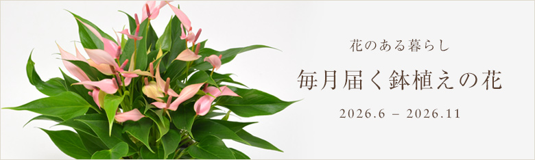 白とピンクのアンスリウム