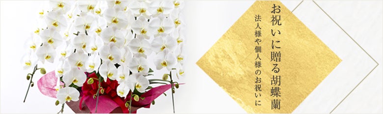 お祝いに贈る胡蝶蘭