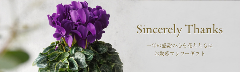 紫のシクラメンの鉢植え