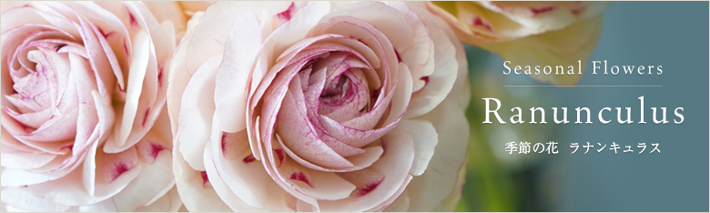 淡いピンクのラナンキュラス