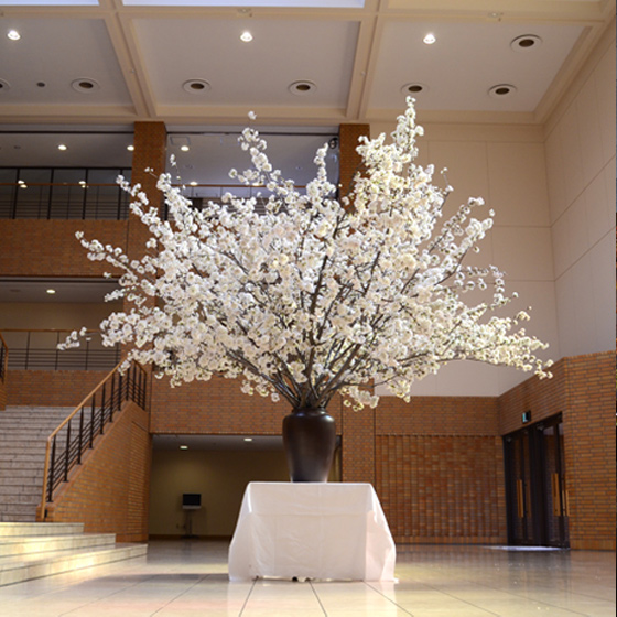 大学の入学式の桜活け込み