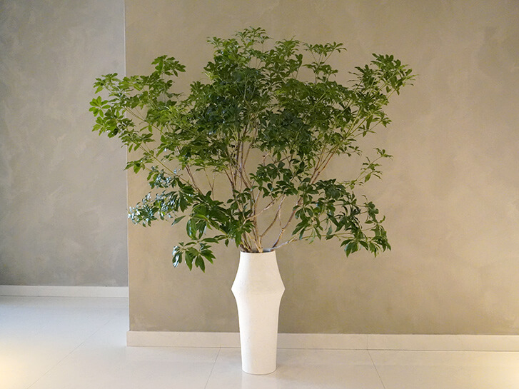 花瓶に活けたアセビ