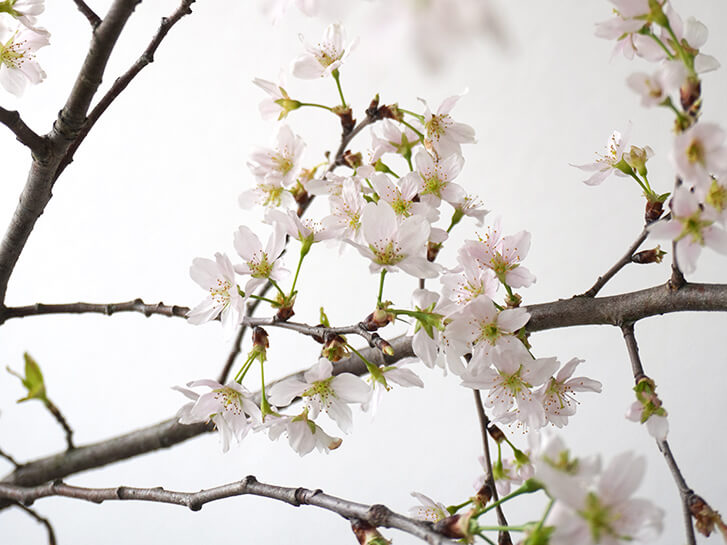 桜の花
