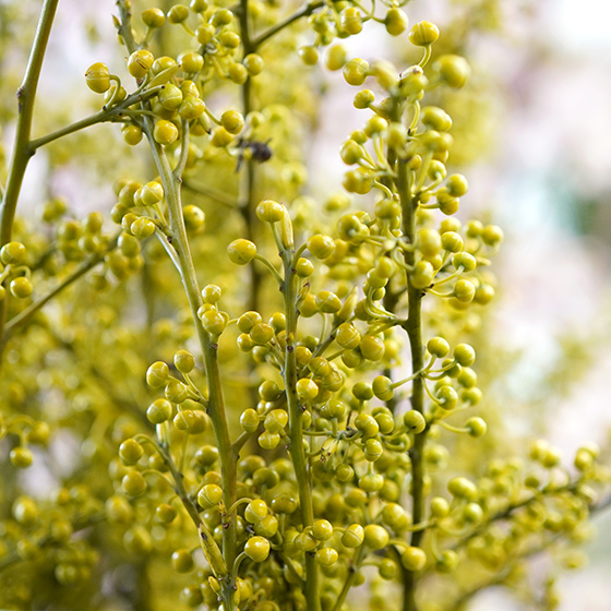 青文字（アオモジ）