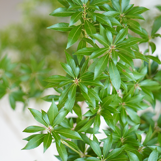 馬酔木（アセビ）