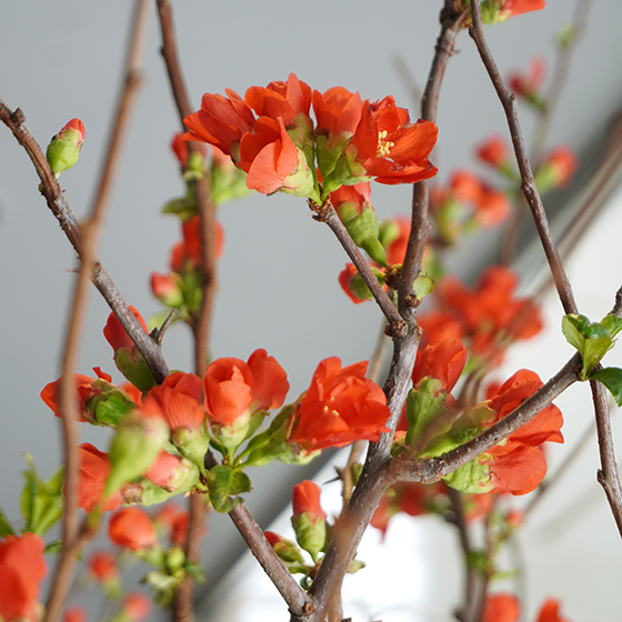 花木瓜（ハナボケ）