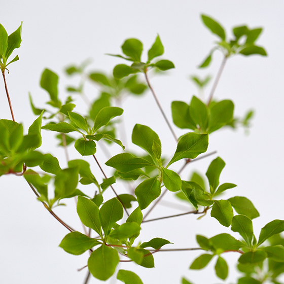 ドウダンツツジ