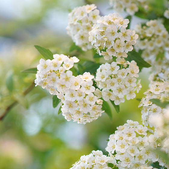 小手毬（コデマリ）