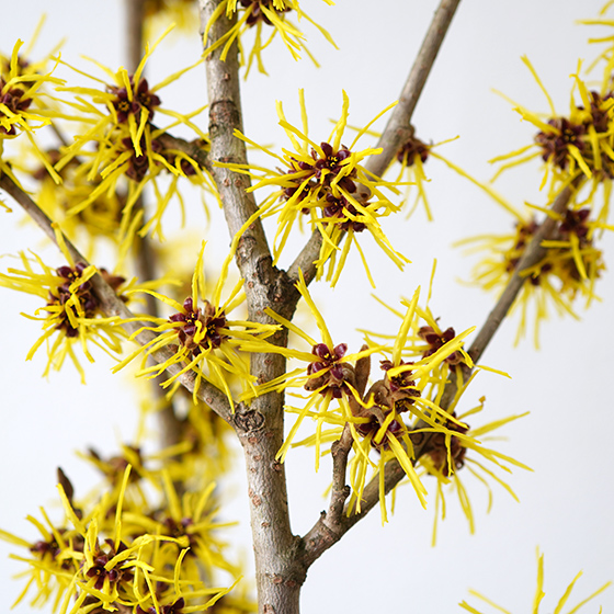 花万作（ハナマンサク）