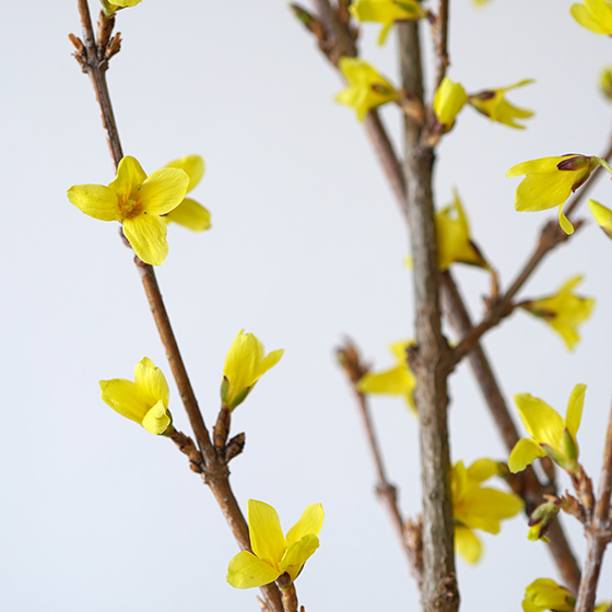 連翹（レンギョウ）