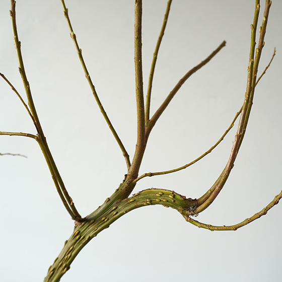 石化柳（セッカヤナギ）