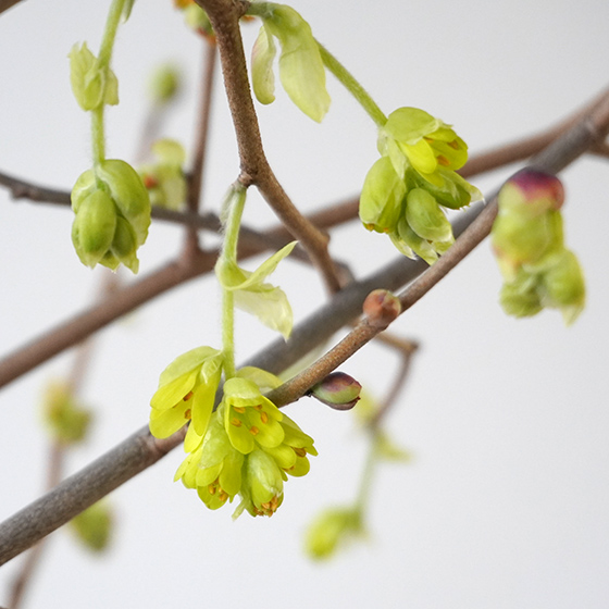 土佐水木（トサミズキ）