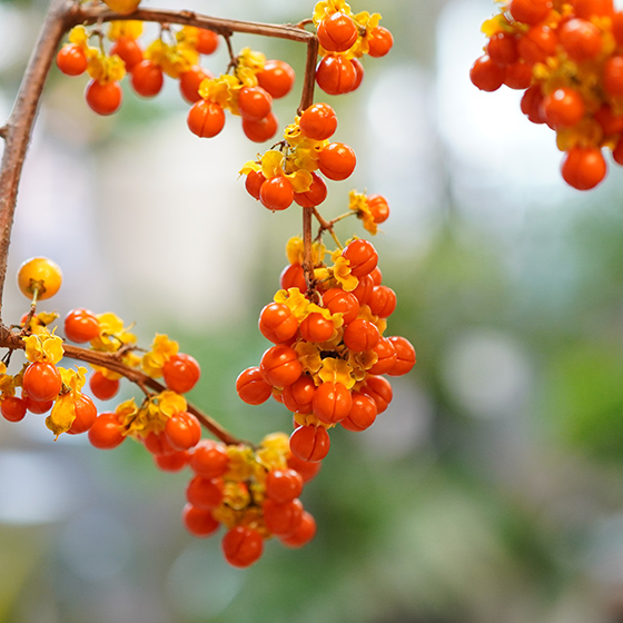 蔓梅擬（ツルウメモドキ）