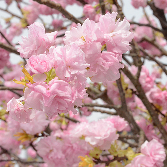 八重桜