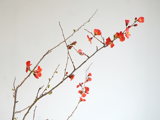 花木瓜