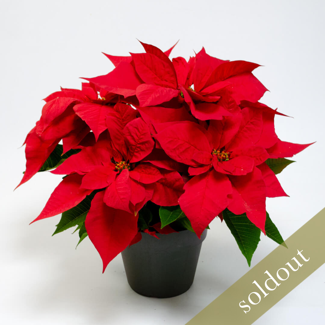 【お歳暮・クリスマス】赤いポインセチアの鉢植え