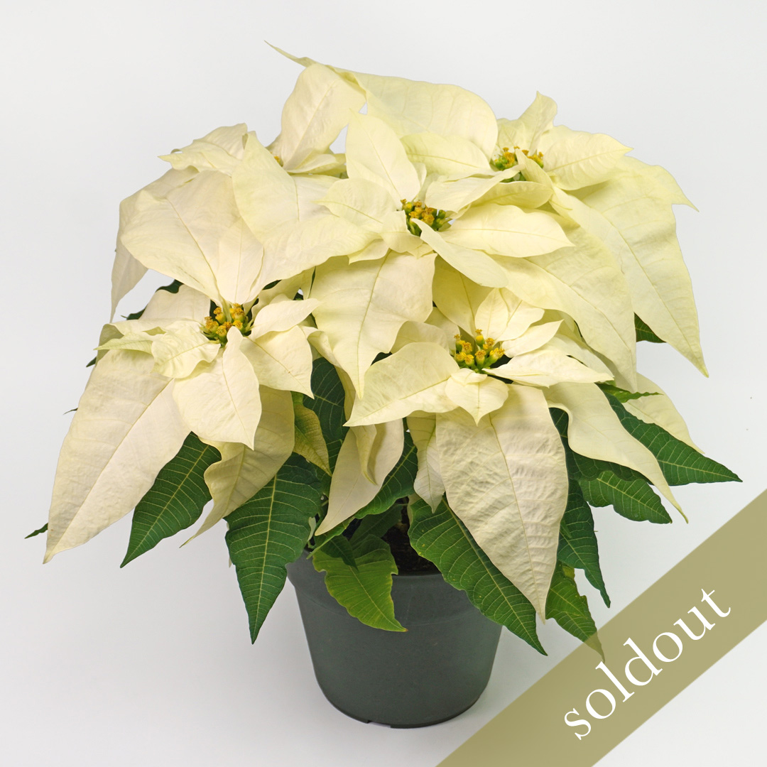白いポインセチアの鉢植え