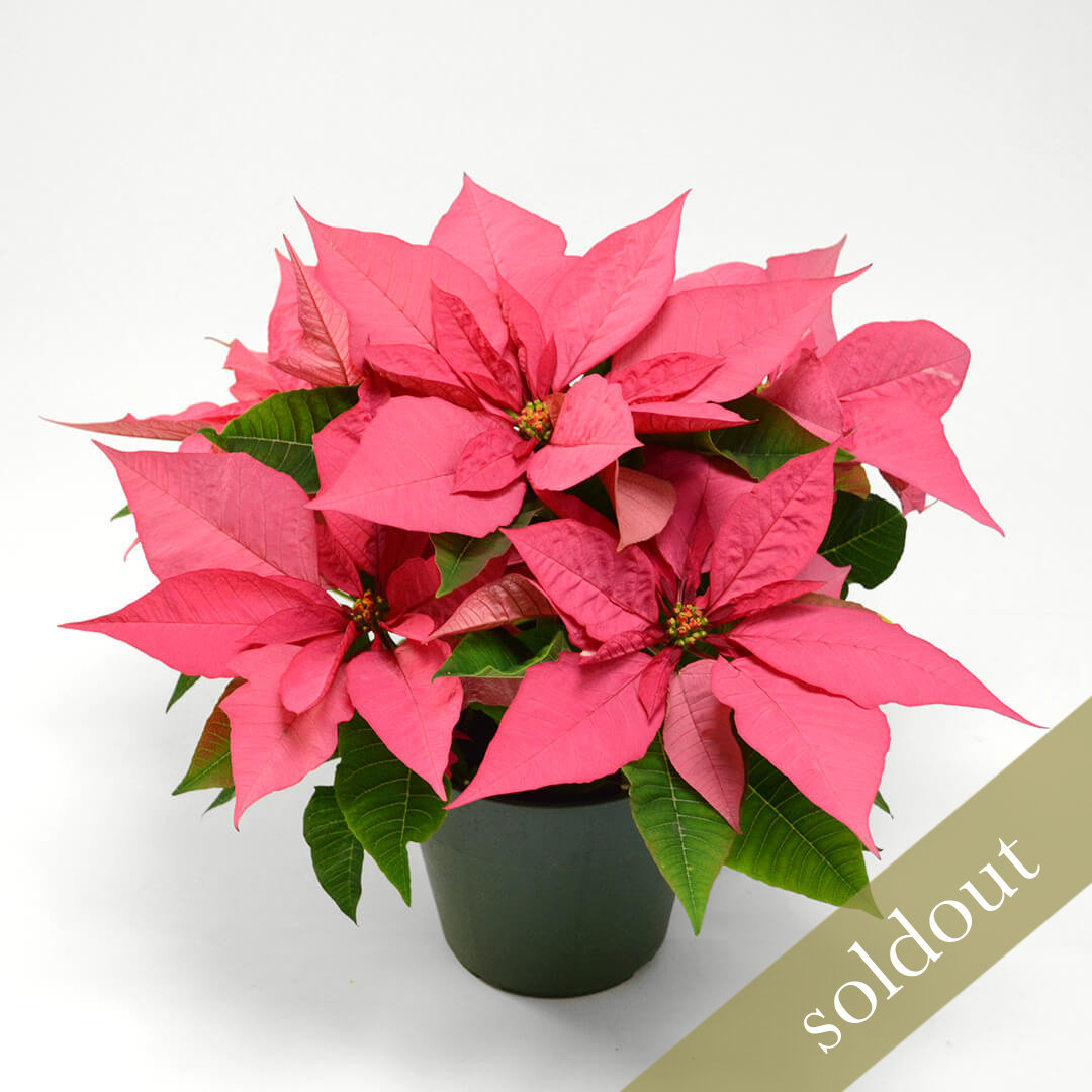 【お歳暮・クリスマス】ピンクのポインセチアの鉢"