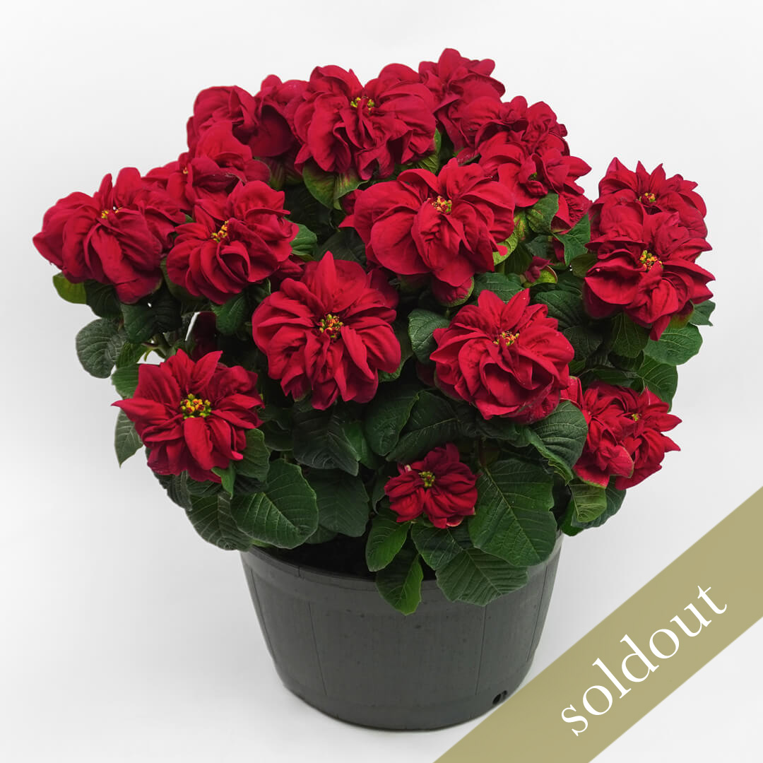 【お歳暮・クリスマス】ポインセチアの鉢植え