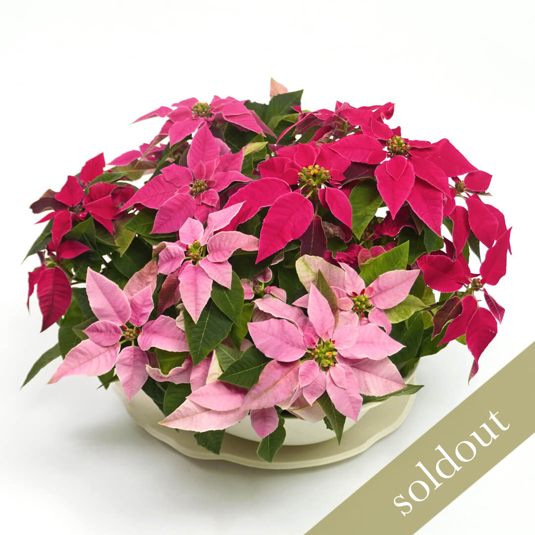 ピンクのグラデーションのテーブルプリンセチア