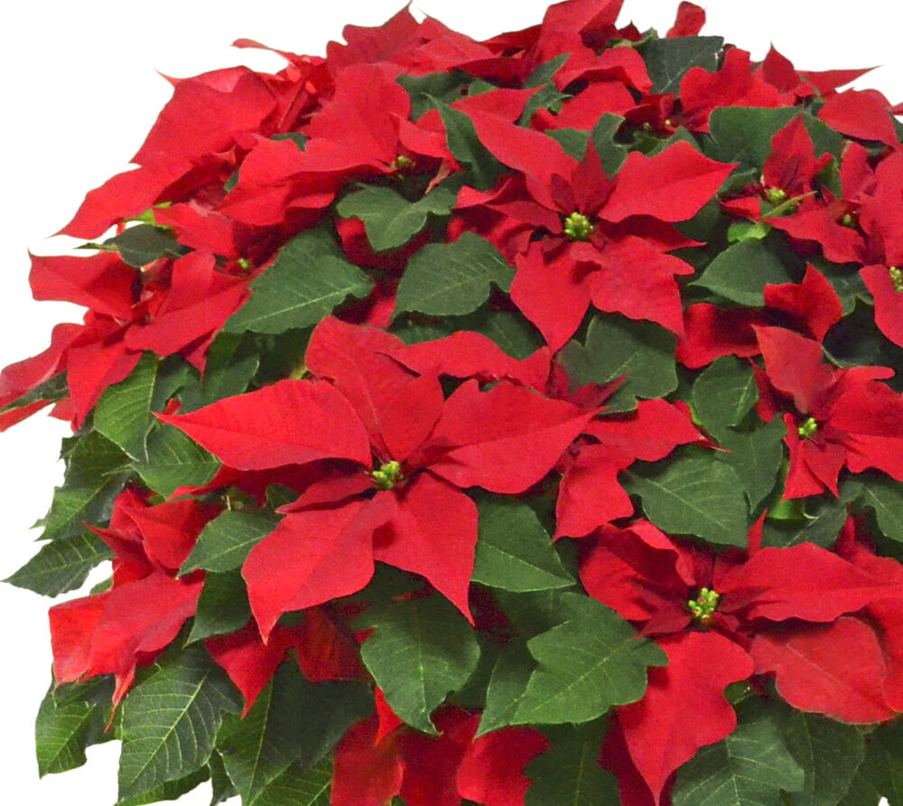 大きなポインセチアの鉢植え