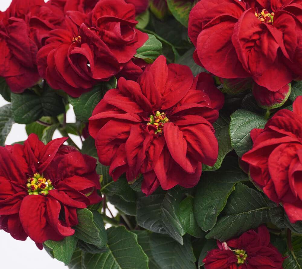 赤いポインセチアの鉢植え