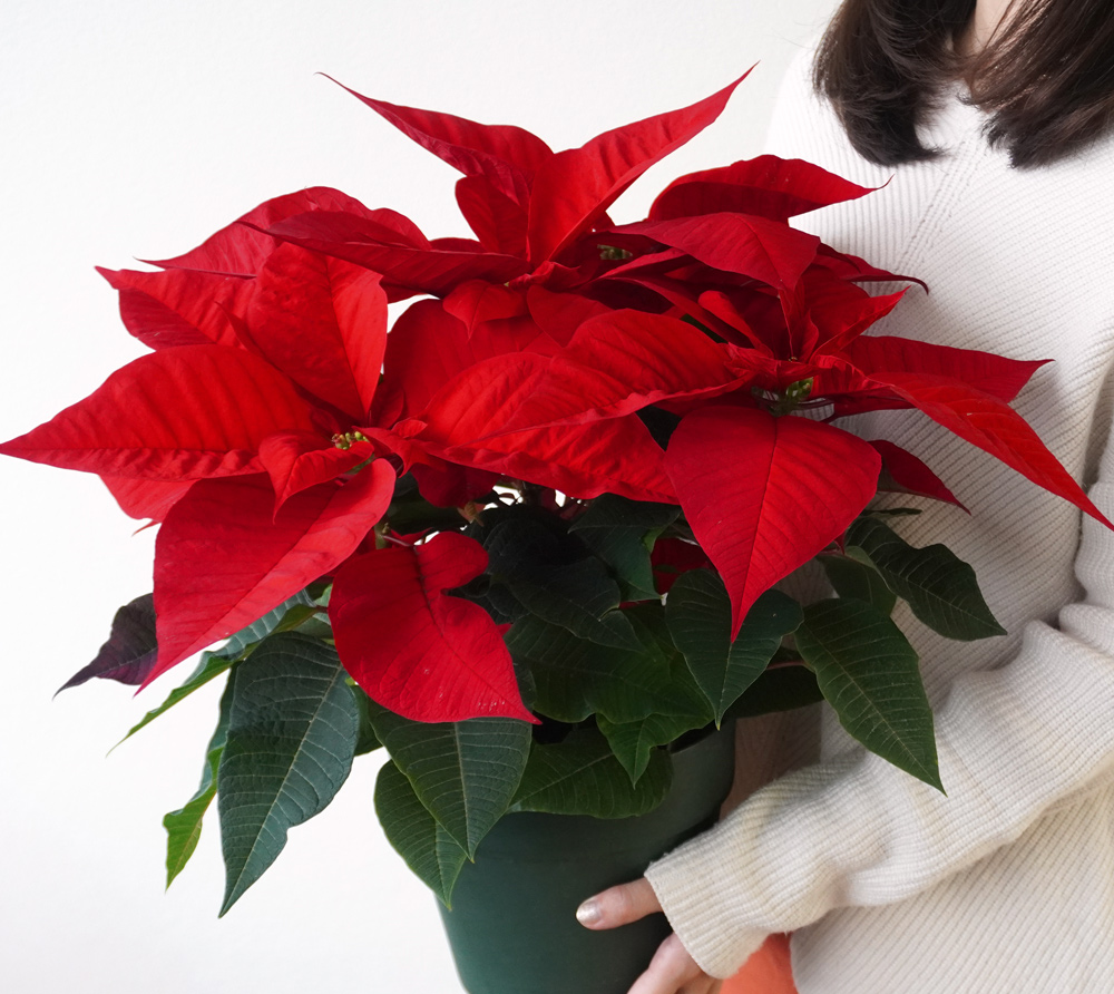 【お歳暮・クリスマス】赤いポインセチアの鉢植え（6号鉢）