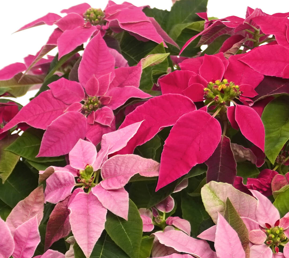 【お歳暮・クリスマス】ピンクのグラデーションのプリンセチアの鉢植え