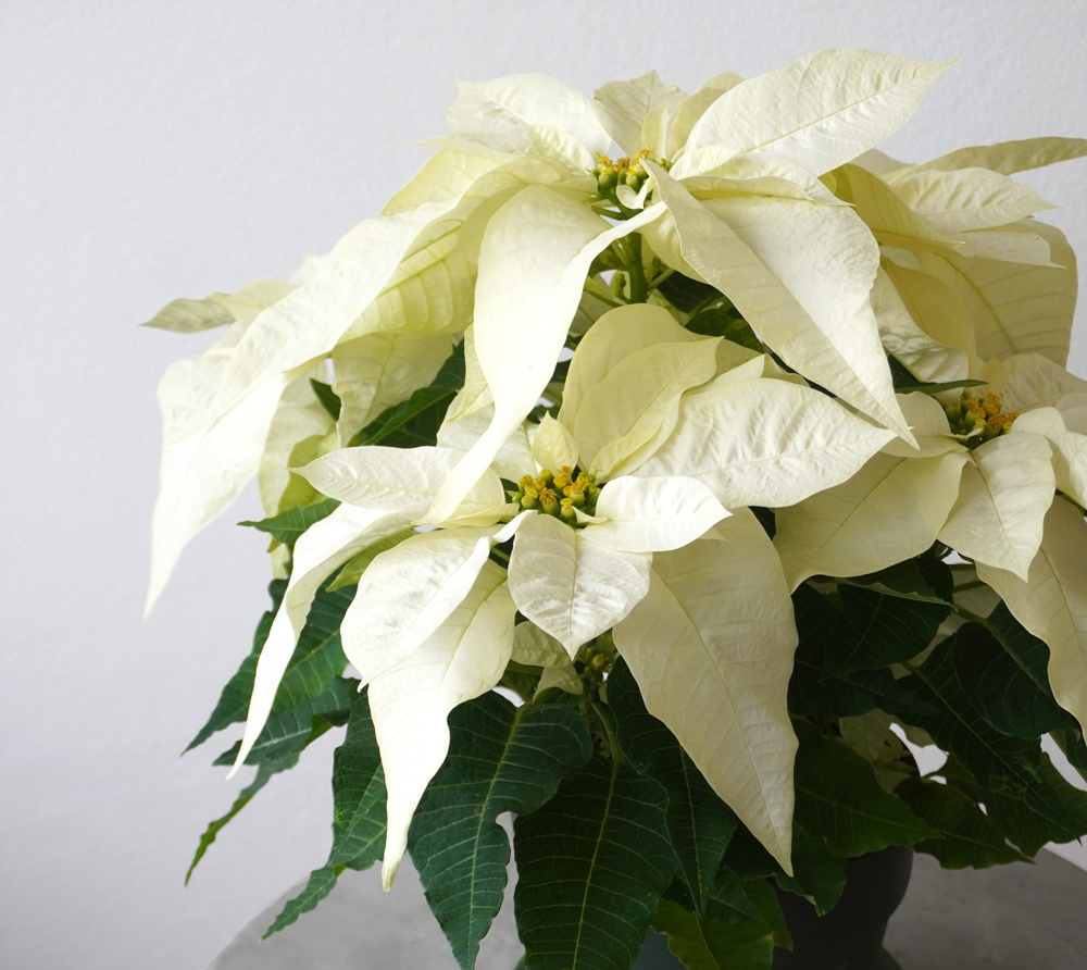 【お歳暮・クリスマス】白いポインセチアの鉢植え（6号鉢）