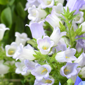 淡い紫のカンパニュラ