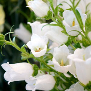 白いカンパニュラ