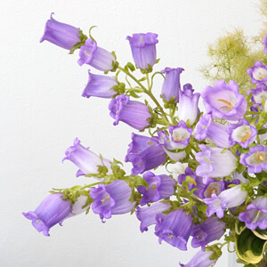 紫のカンパニュラ