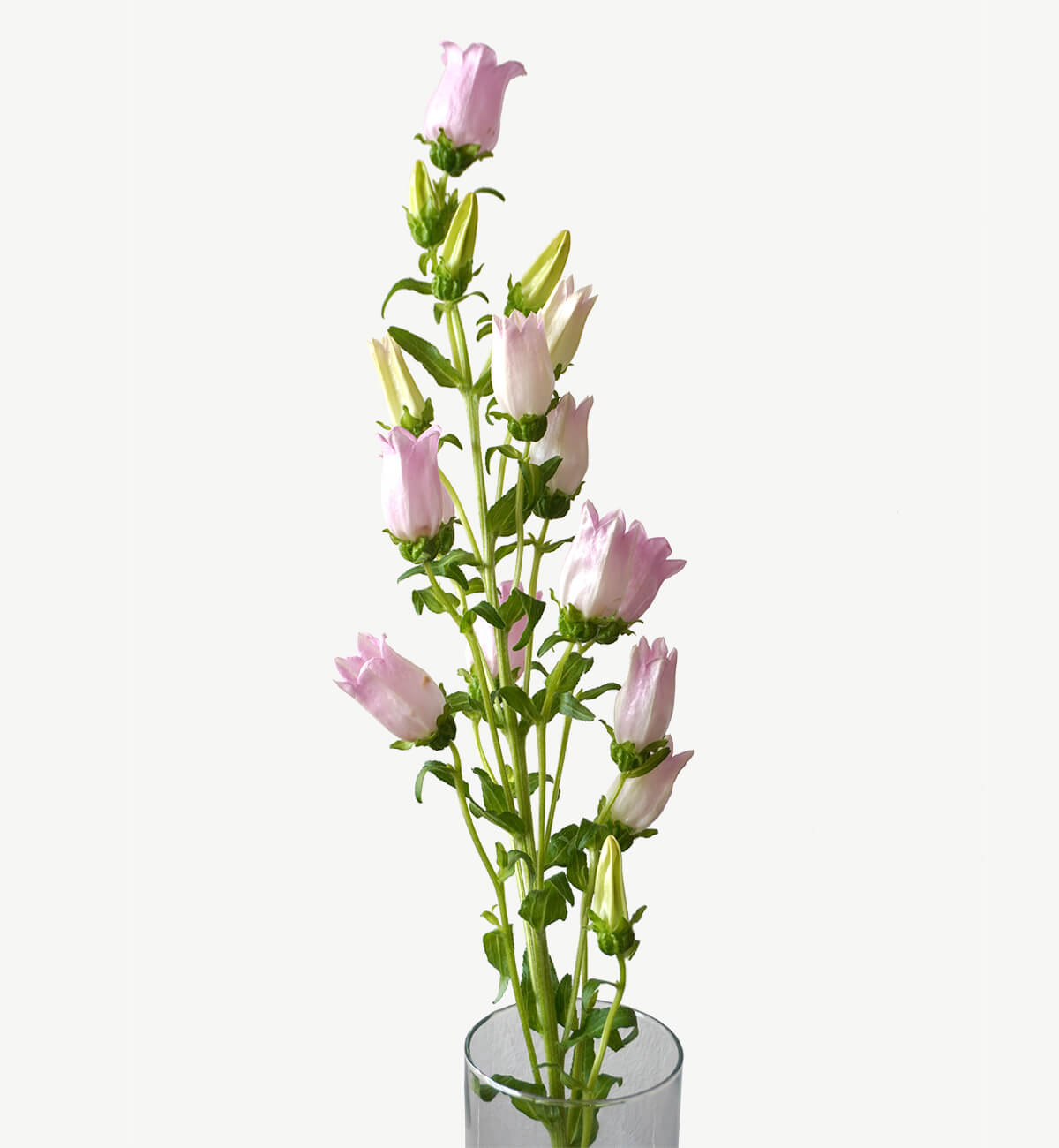 カンパニュラの花瓶活け