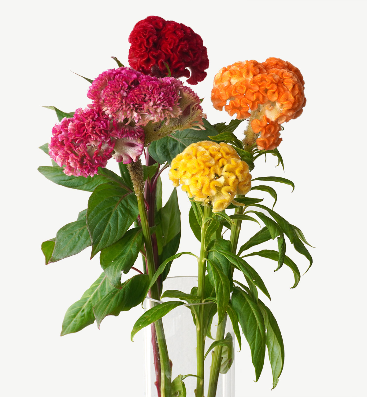秋を代表する花のケイトウ