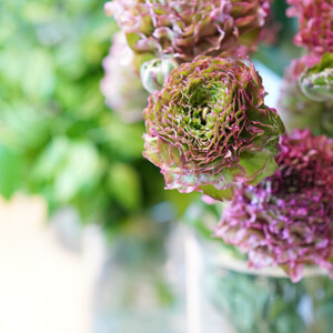 ポンポン咲きラナンキュラス