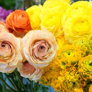 黄色やオレンジ系のラナンキュラス