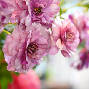 ラナンキュラス・ラックス