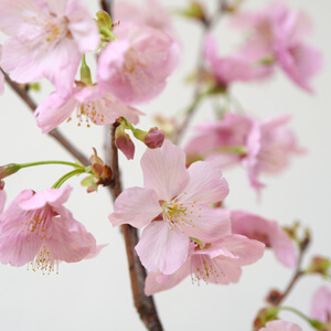 陽光桜（ヨウコウザクラ）