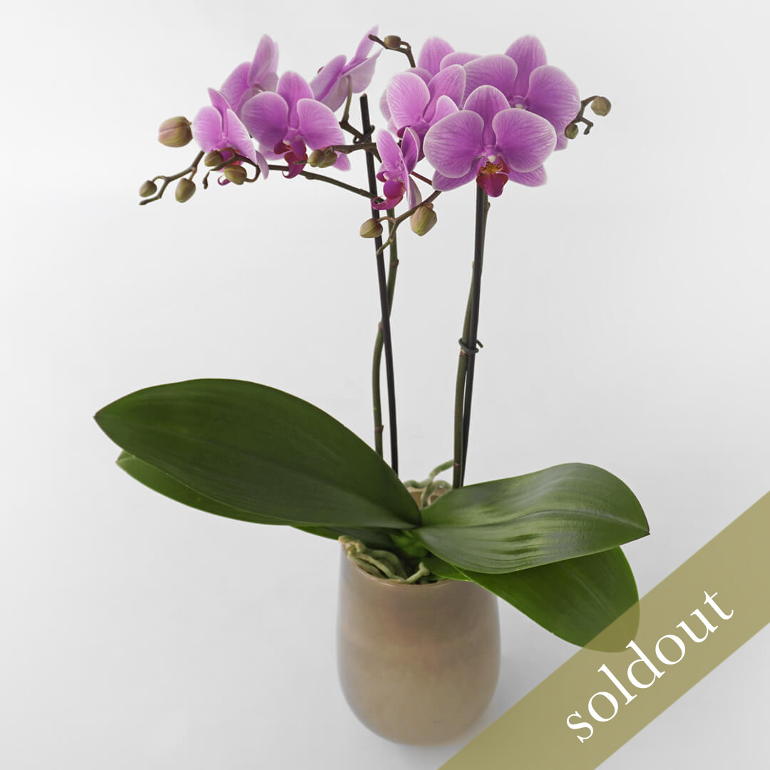 【敬老の日】淡い黄色のミディ胡蝶蘭