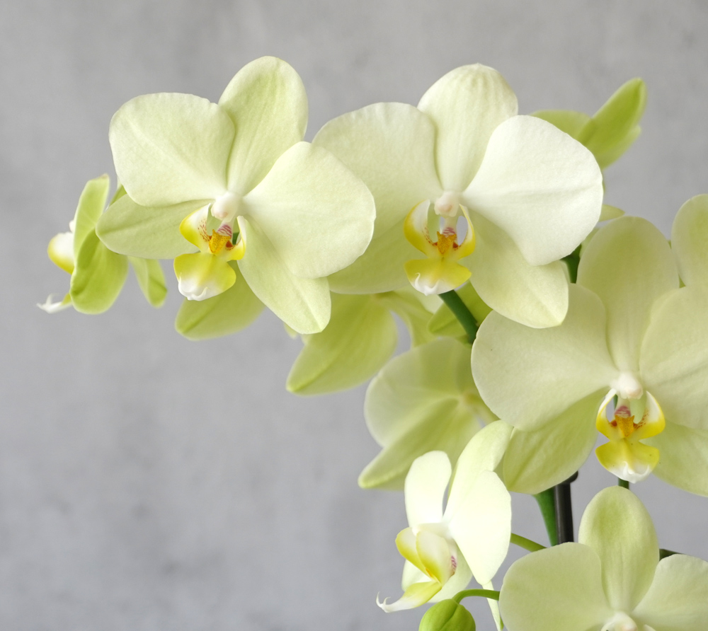 【敬老の日】淡い黄色のミディ胡蝶蘭