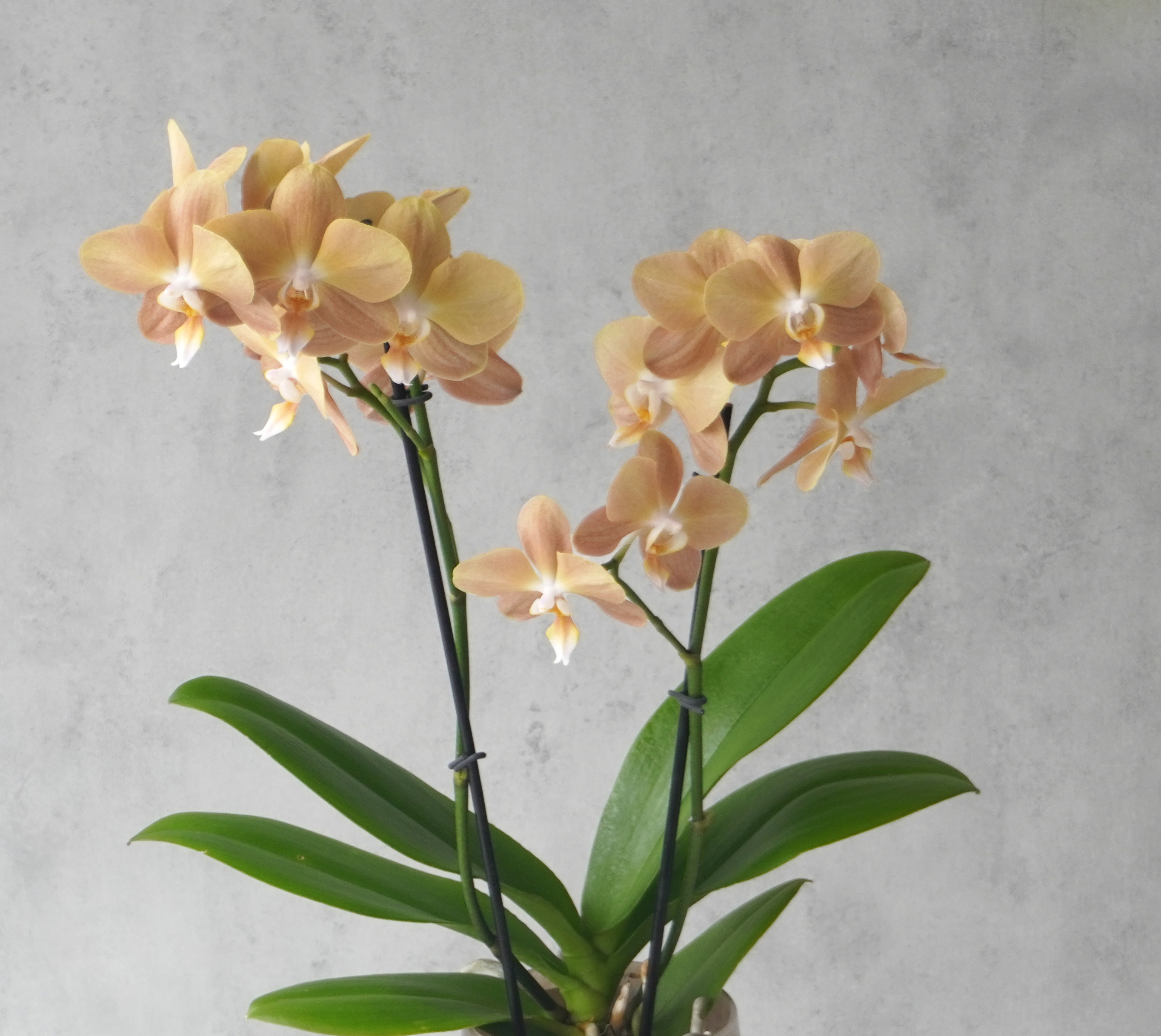 【敬老の日】淡いブラウンの花びらがおしゃれな2本立ミディ胡蝶蘭