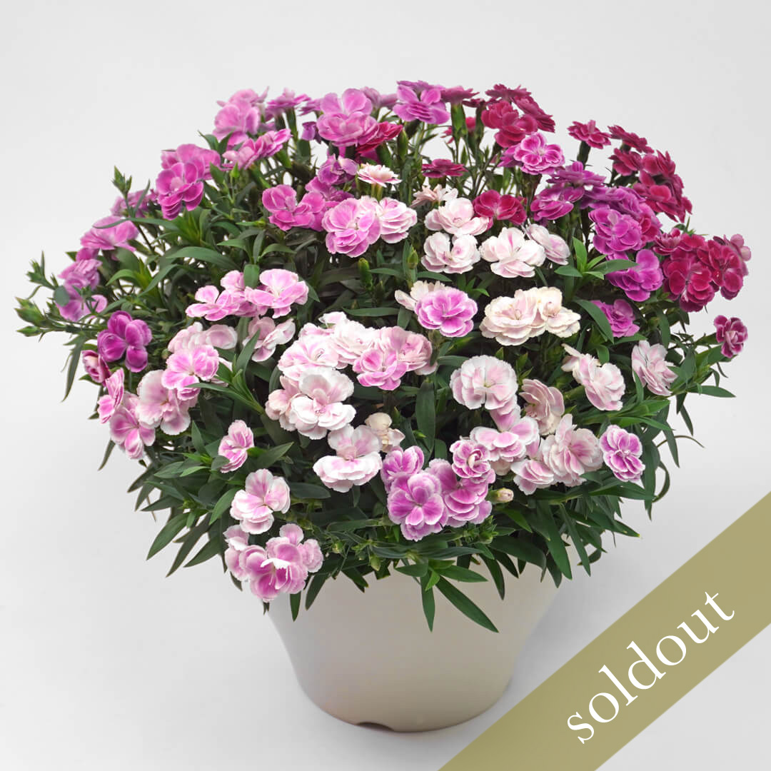 【母の日】濃淡ピンクのナデシコ系カーネーションの鉢植え