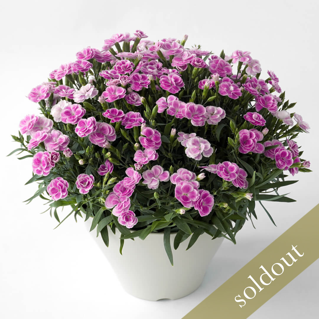 【母の日】淡いピンクのナデシコ系カーネーションの鉢植え