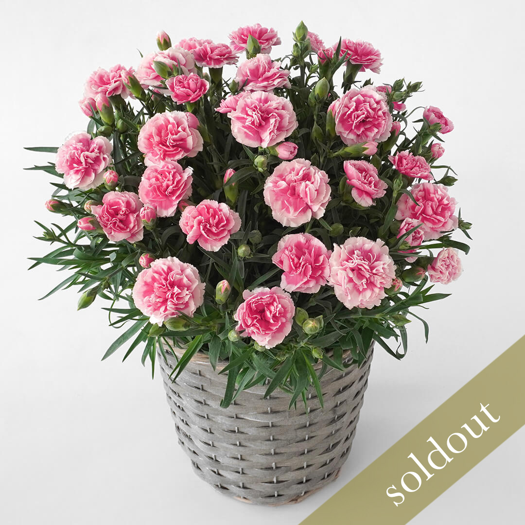 【母の日】濃いピンクと淡いピンクの複色のカーネーションの鉢植え