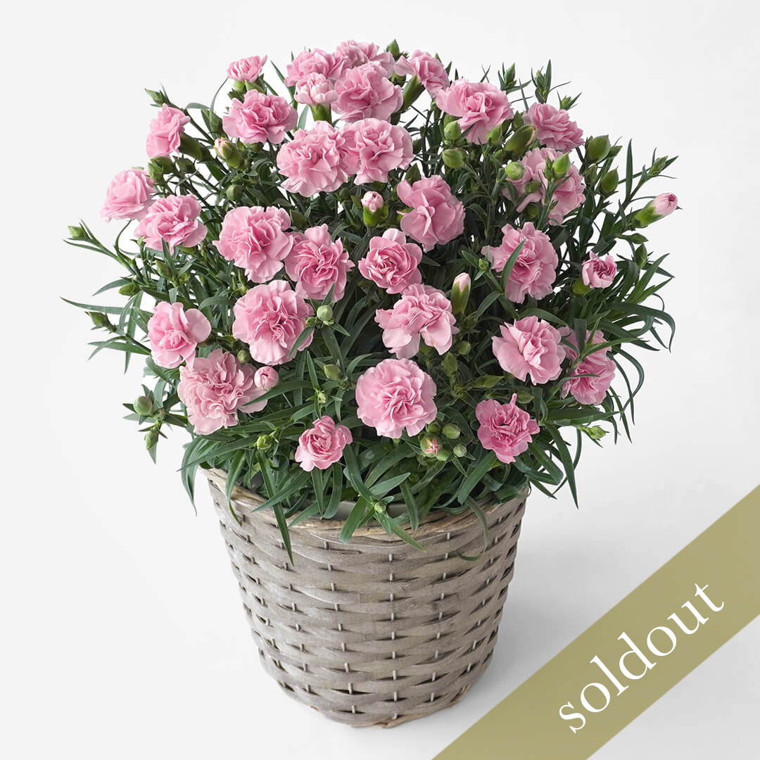 【母の日】淡いピンクの小ぶりなカーネーションの鉢植え