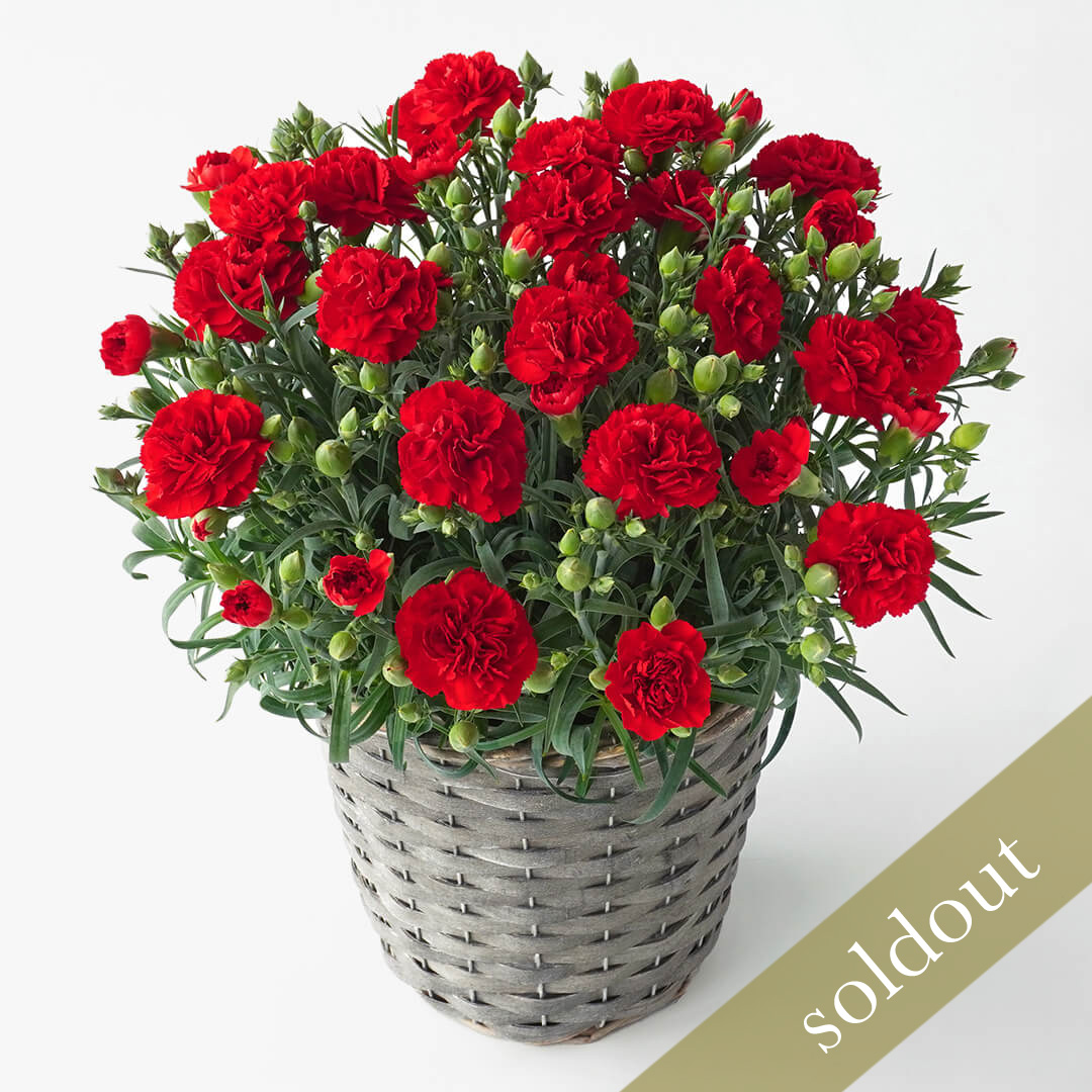 【母の日】鮮やかな赤いカーネーションの鉢植え